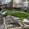 Polícia resgata 70 animais silvestres mantidos em cativeiro no Norte do Piauí