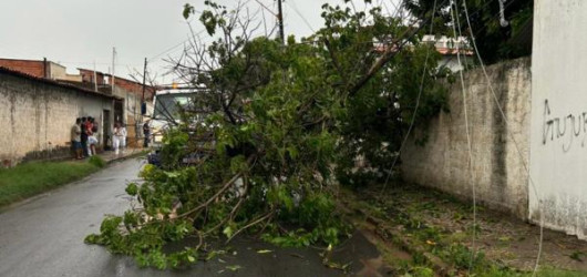 Temporal derruba árvore e suspende atendimentos em UBS dos Três Andares