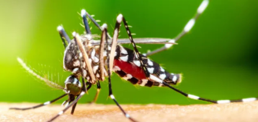 Dois adultos e uma  criança estão em estado grave após surto de dengue no Piauí