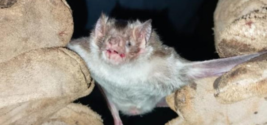 Morte por raiva humana levanta alerta da Adapi para população no Piauí