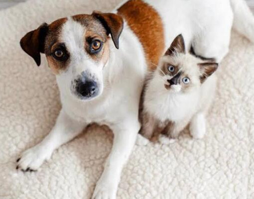 Lei estadual permite trânsito de animais pequenos em ônibus e shoppings no Piauí
