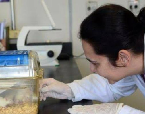 Novo Remédio reduz risco de morte em pacientes com hipertensão arterial pulmonar