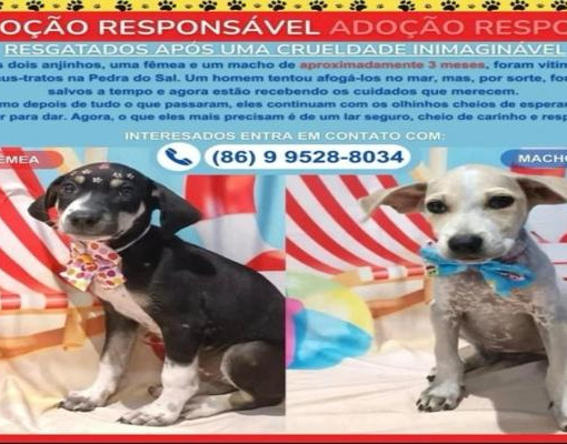 Filhotes resgatados após tentativa de afogamento em Parnaíba estão disponíveis para adoção