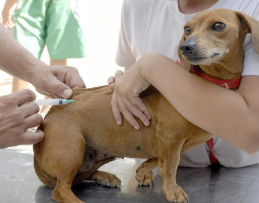 FMS inicia campanha antirrábica com etapa rural neste sábado (18)