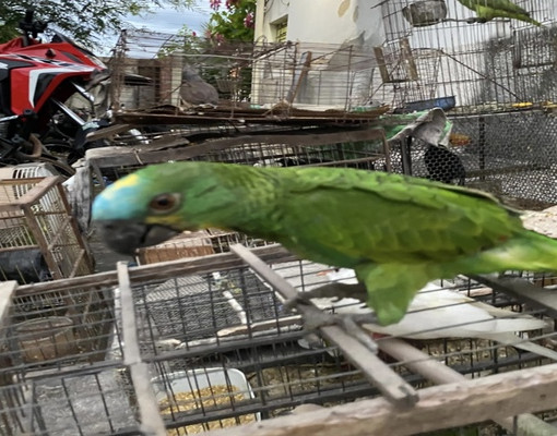 Polícia resgata 70 animais silvestres mantidos em cativeiro no Norte do Piauí