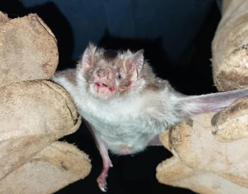 Morte por raiva humana levanta alerta da Adapi para população no Piauí