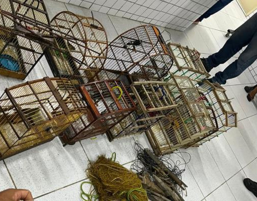 Polícia apreende 40 aves silvestres durante operação ambiental no Norte do Piauí