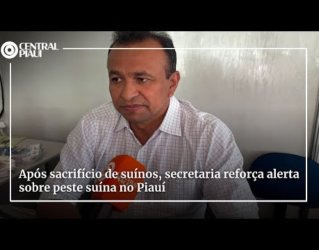 Após sacrifício de suínos, secretaria reforça alerta sobre peste suína no Piauí