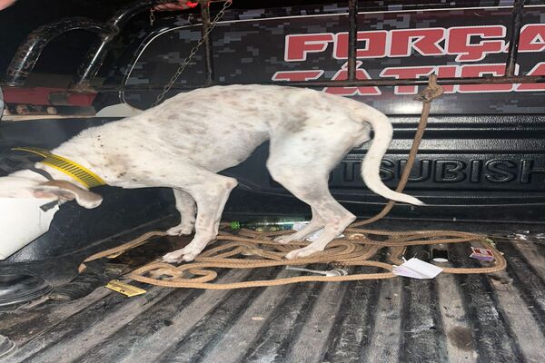 Cadela em situação de abandono é resgata pela PM em Parnaíba