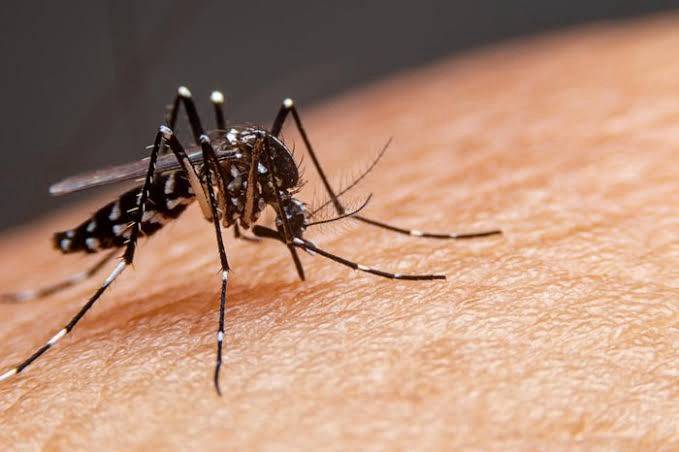 Brasil tem quase 4 milhões de casos prováveis de dengue