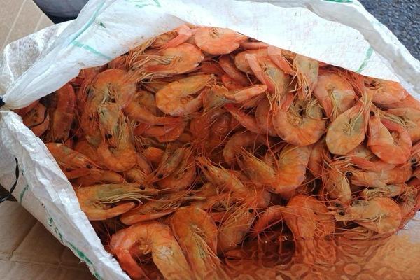 Mais de uma tonelada de pescado irregular é apreendida pela PRF em ônibus na BR-343