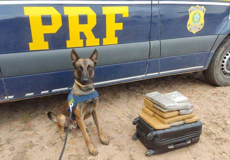 Mulher de 22 anos é detida pela PRF transportando drogas na BR 316 em Timon