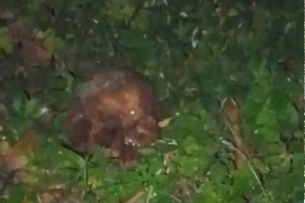 Crânio humano encontrado perto de cemitério na zona Norte