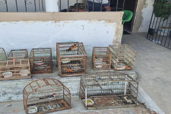 Gaiolas com aves silvestres são apreendidas em operação da PM em Parnaíba