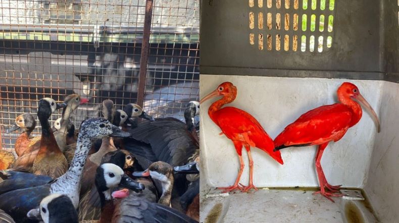 Dezenas de aves silvestres formam resgatas no litoral do Piauí