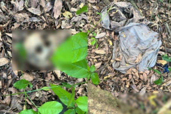 Ossada humana é encontrada nas proximidades da Ponte da Amizade
