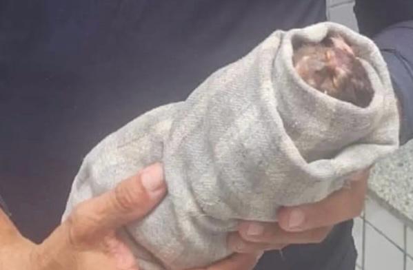 PM prende suspeito de caça ilegal em área ilegal na Floresta Fóssil em Teresina