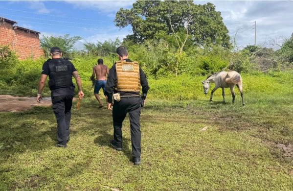 Operação Porteira Fechada combate circulação de animais soltos e acidentes em Floriano