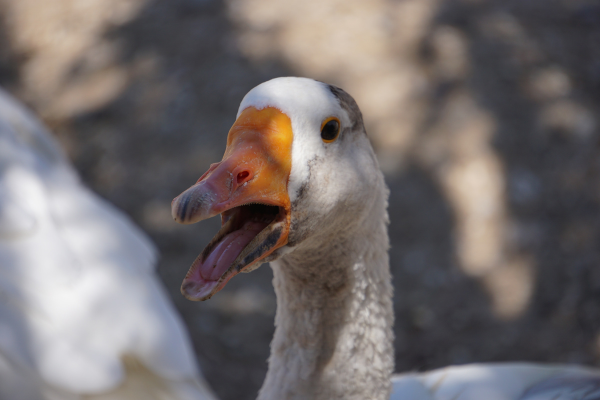 O foie gras entrou em pauta no país da feijoada