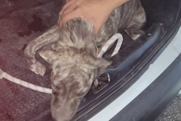 Suspeito é preso por maus-tratos após agredir cadela com pedaço de madeira em Teresina