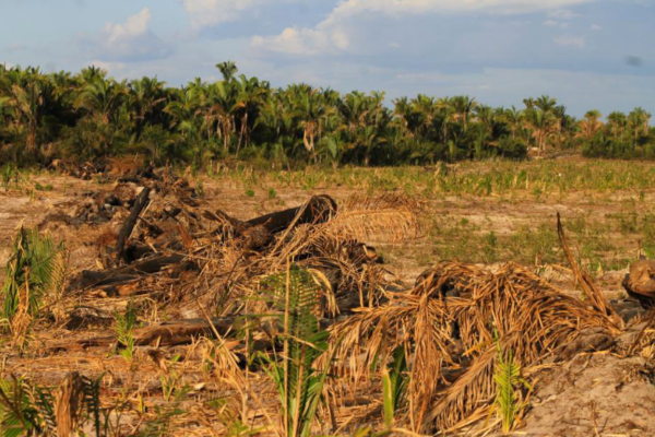 Piauí está entre os cinco estados que mais perderam vegetação nativa
