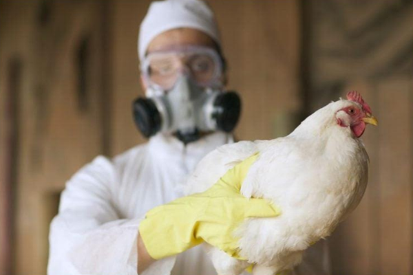 Brasil recupera status sanitário e volta a ser considerado livre da gripe aviária