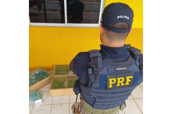 PRF apreende cerca de 300 pássaros transportados ilegalmente no Piauí