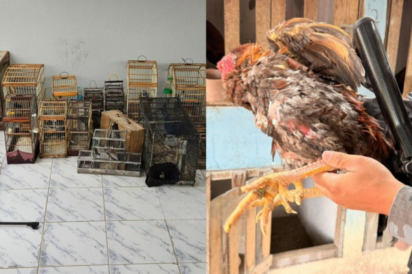 Homem é preso por manter rinha de galos e aves silvestres em cativeiro no Piauí