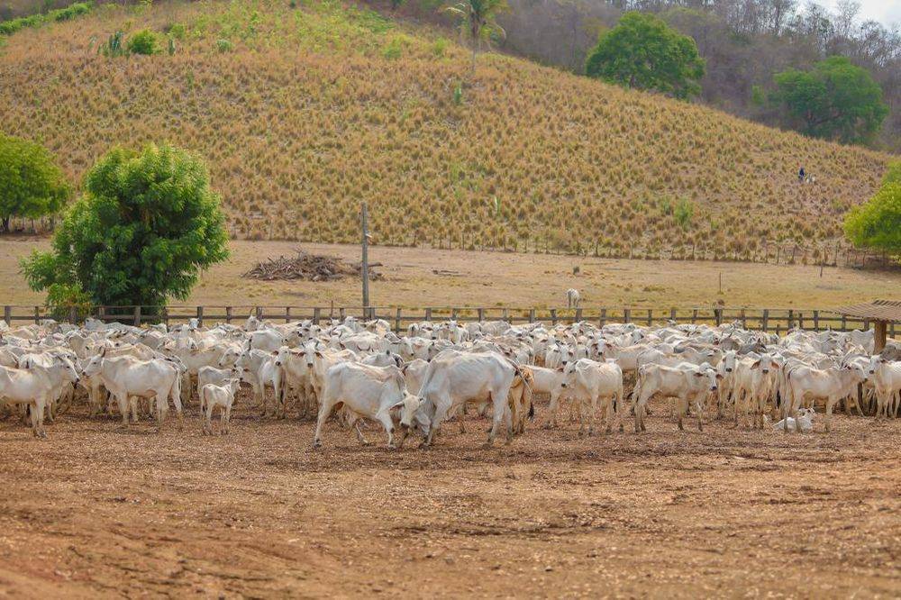 Aftosa: Sada e Adapi esperam vacinar 95% do rebanho piauiense na segunda etapa da campanha