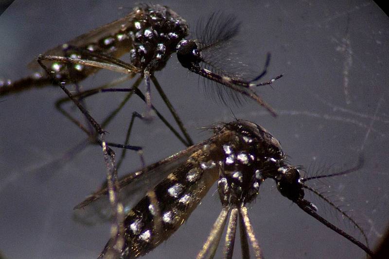 Casos de dengue no Piauí aumentam 90% em relação ao ano de 2023