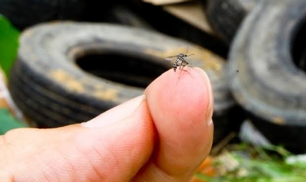 Piauí registra aumento de mortes por dengue em 2024