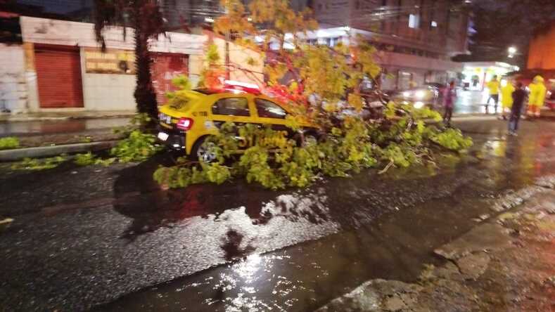 Temporal causa queda de árvores em Teresina