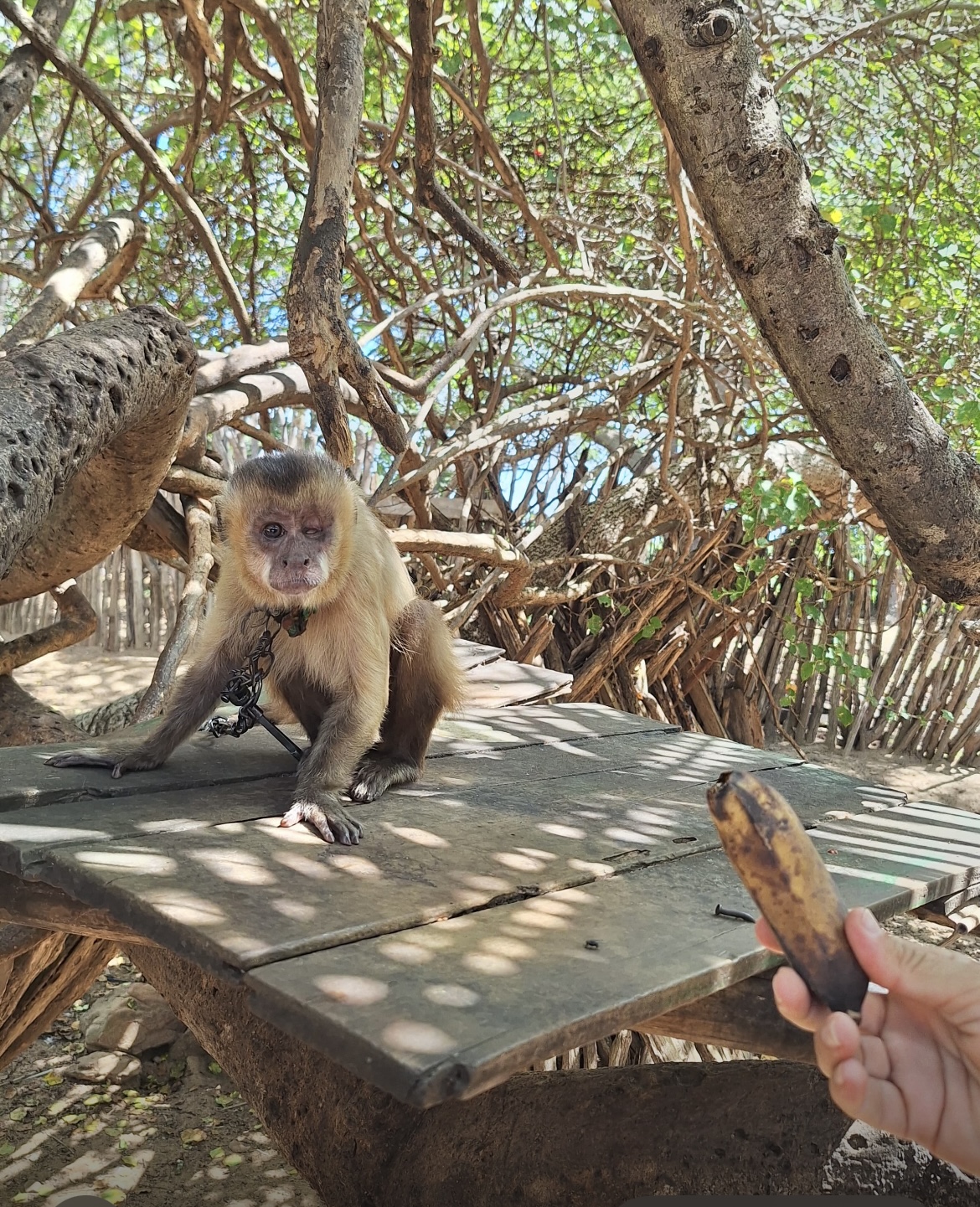 Macaco-prego é resgatado pela PM na zona rural de Luís Correia