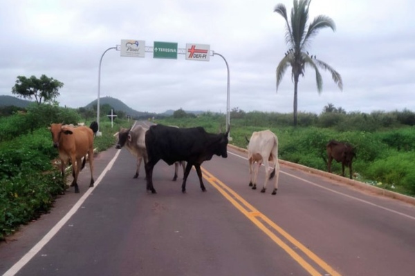 Donos de animais soltos em rodovia são autuados após acidente no Piauí