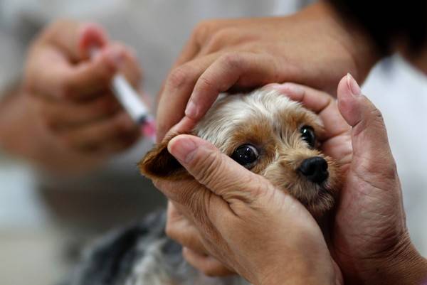 Vacinação antirrábica em cães e gatos inicia hoje nas zonas Leste e Norte de Teresina