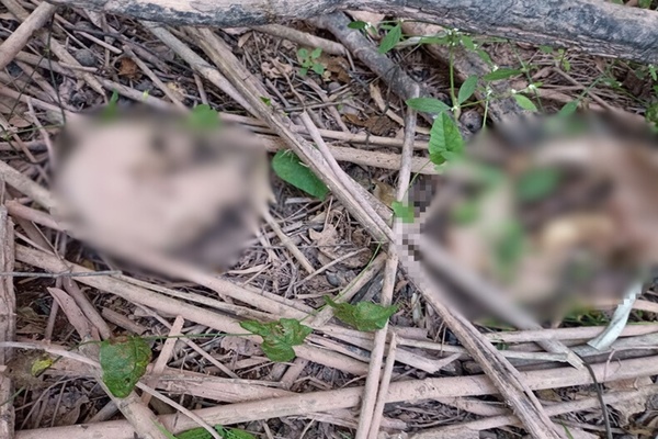 Ossada humana é encontrada em área de mata na zona Sul de Teresina