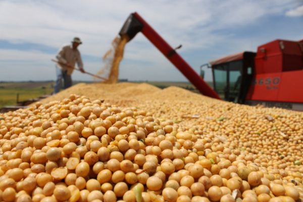 Piauí apresenta queda na produção de grãos, diz IBGE