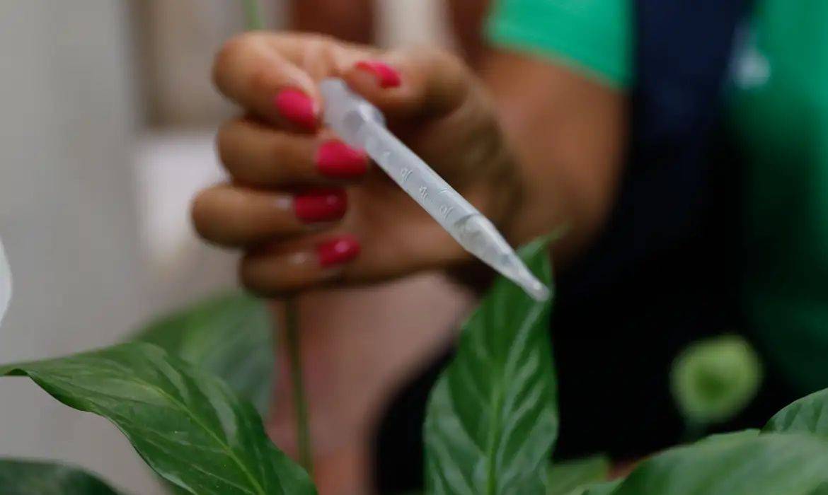 Sesapi alerta sobre aumento de 88% nos casos de dengue no Piauí