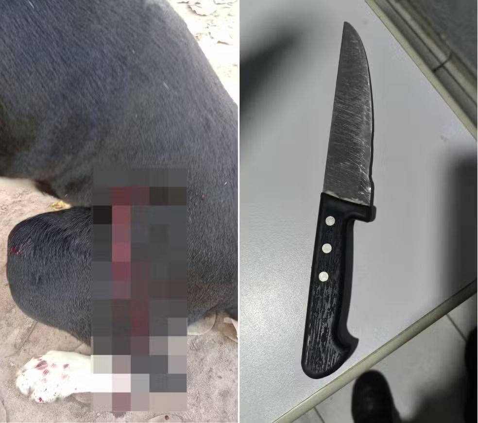 Cachorro impede vizinho de entrar na casa do dono e é esfaqueado no Piauí