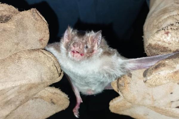 Morte por raiva humana levanta alerta da Adapi para população no Piauí