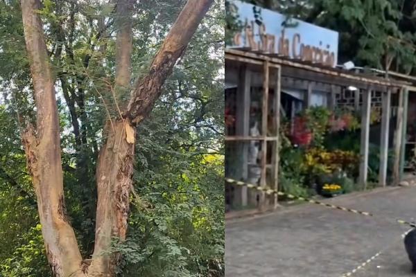 Calçada é isolada em Teresina após vistoria apontar risco de queda de galho